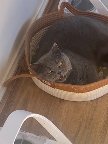 Customer photo review of Effico™ Handgeweven Krabmand voor Katten