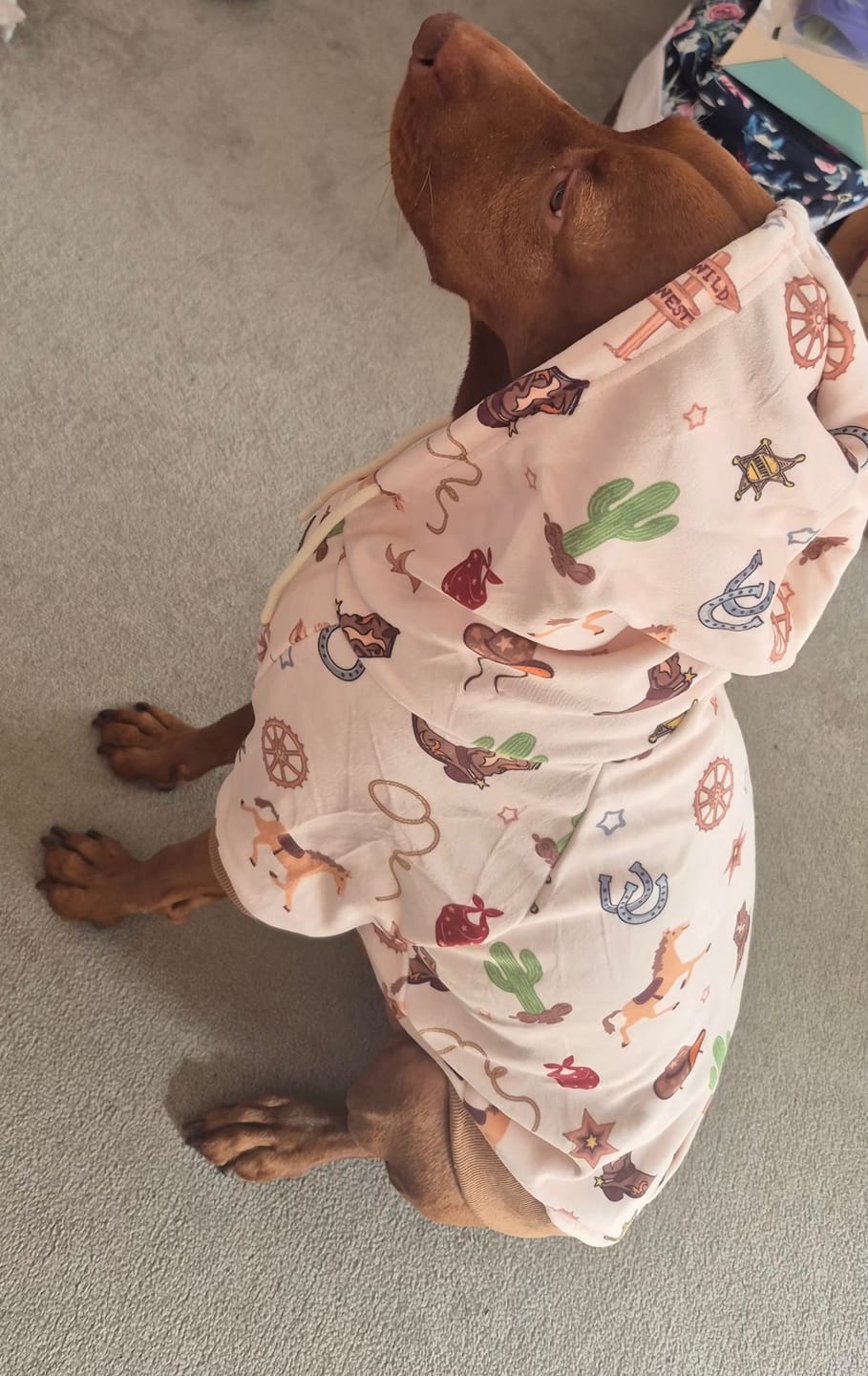 Customer photo review of Rodeo Dog Hoodie