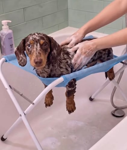 Customer photo review of pawlift™-grooming-hammock