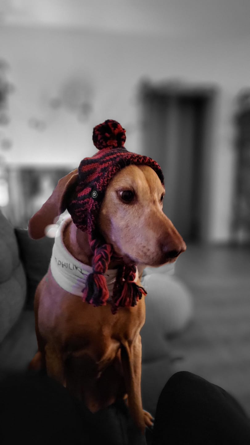 Customer photo review of Knit Pom Pom Dog Beanie Hats