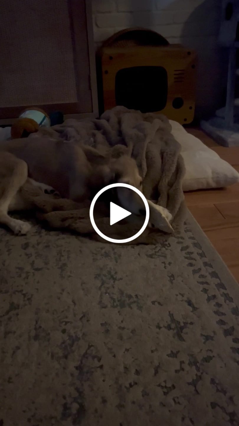 Customer video review of Vrac Nature's Own - Museau de Boeuf pour chien