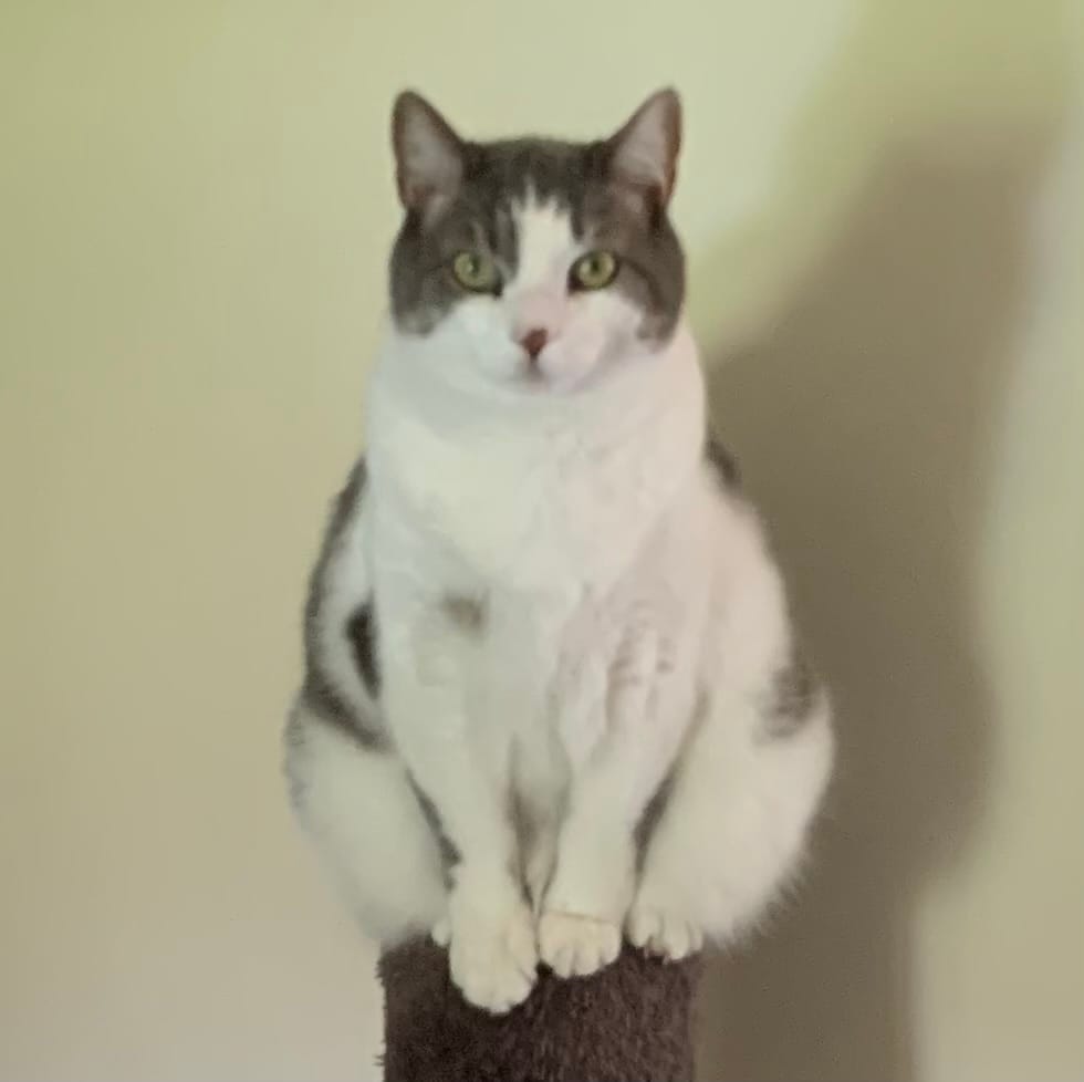 Customer photo review of 3x - Blisso Advanced Cat Probiotic