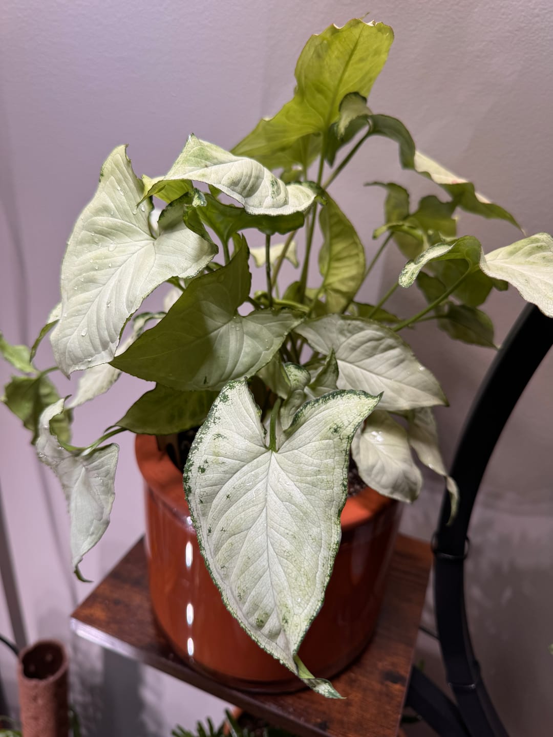 Customer photo review of Syngonium podophyllum 'Holly M'