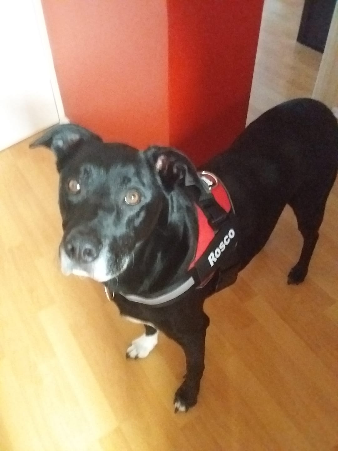 Customer photo review of Dogshood ™ No Pull Harness