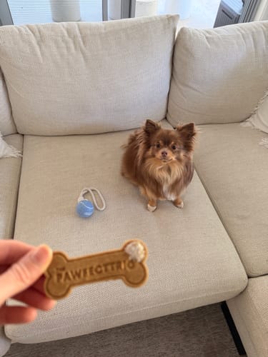 Customer's small brown dog sitting on a light-colored sofa near their blue Tennis Ball Rope Toy.