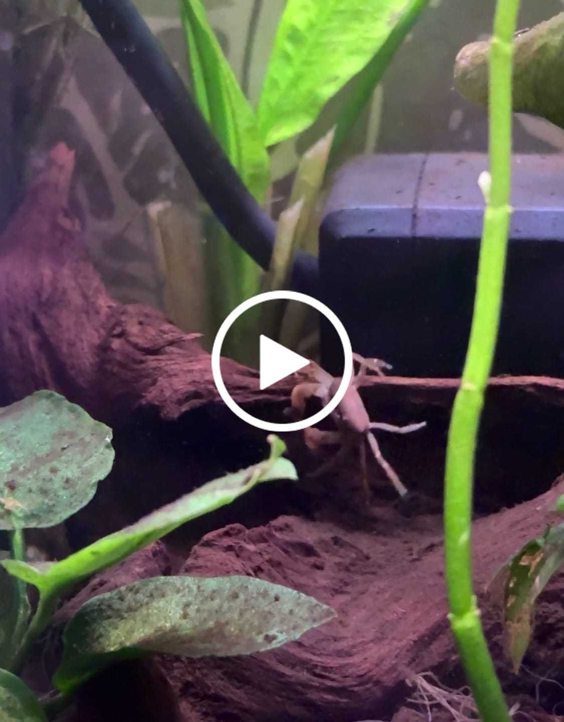 Customer video review of Freshwater Pom Pom Crab (Ptychognathus barbatus)