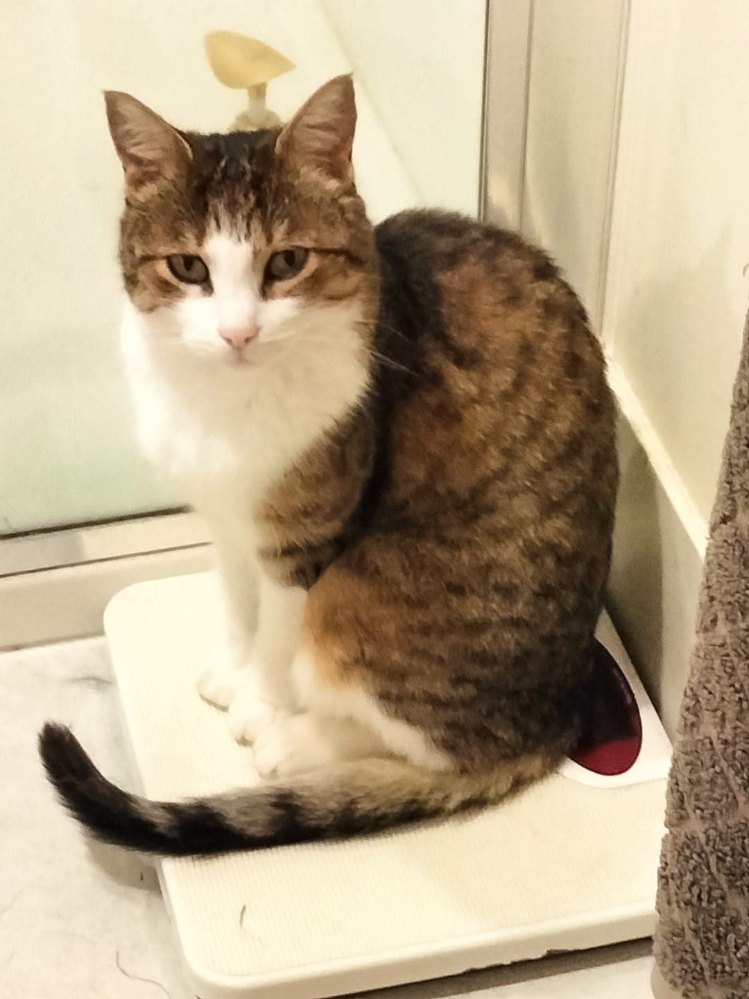 Customer photo review of Fit Litter Mats