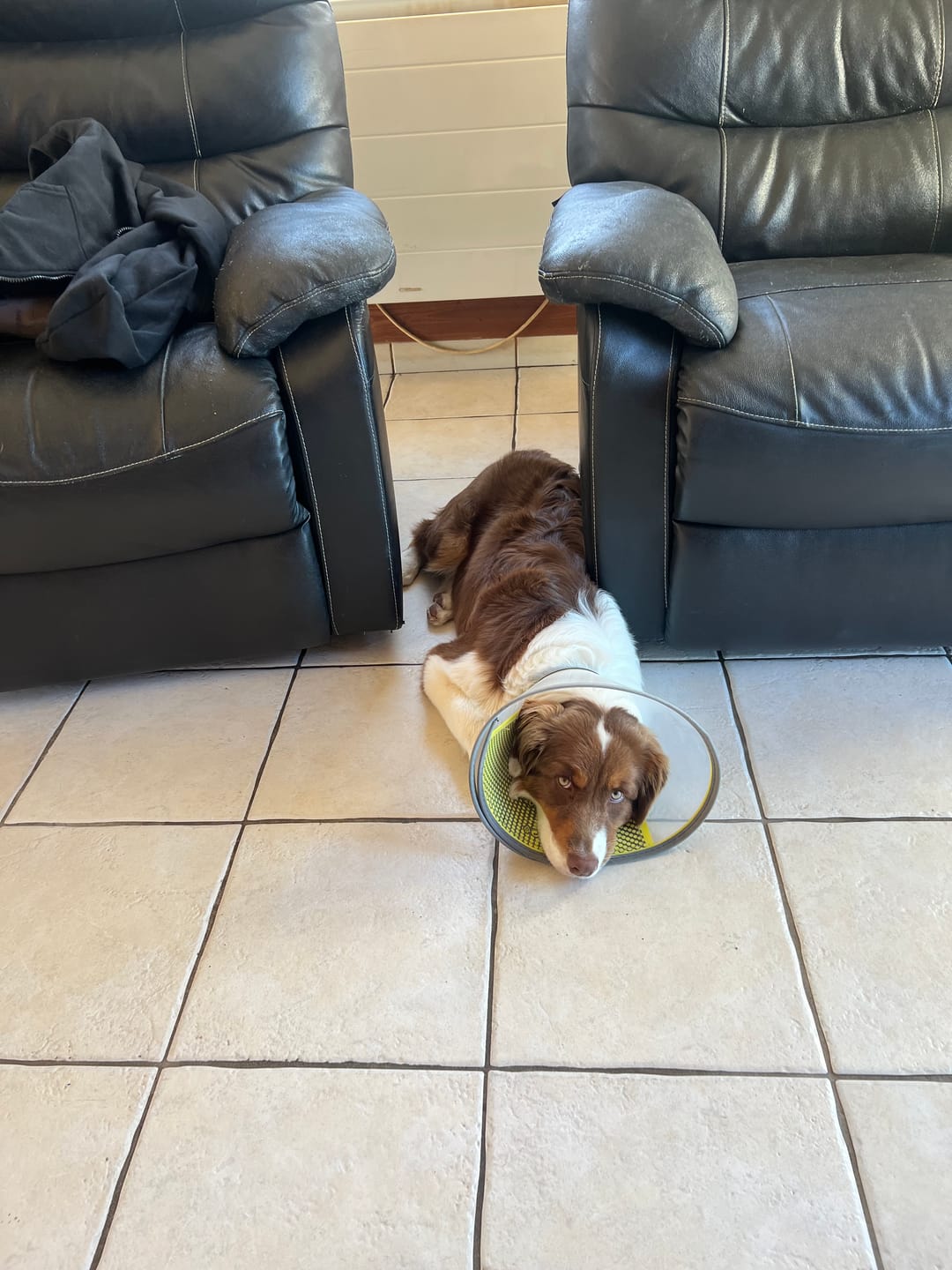Customer photo review of Collier Anti Aboiement Sans choc Electrique PuppySafe™