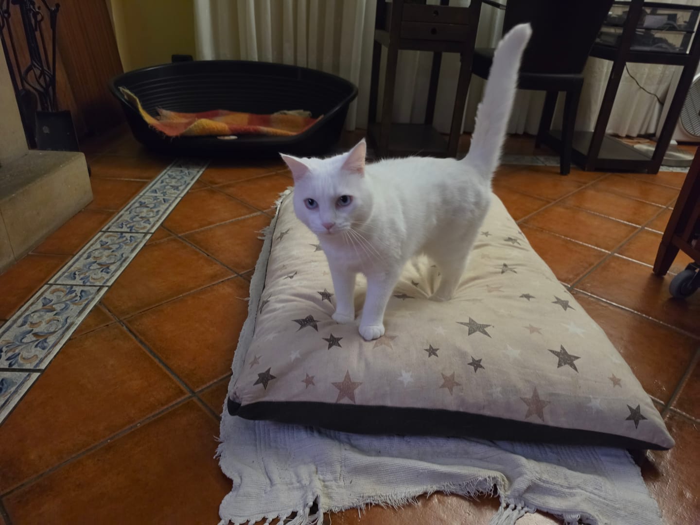 Customer photo review of Grain Free Cat Sterilized
