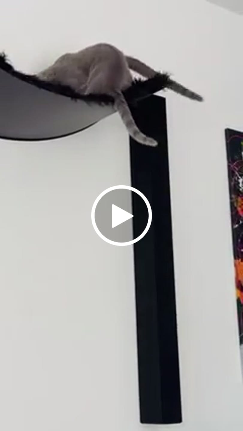 Customer video review of STYA Katzen Kletterwand | Katzen Treppe WL340 | Mit 3 Stufen