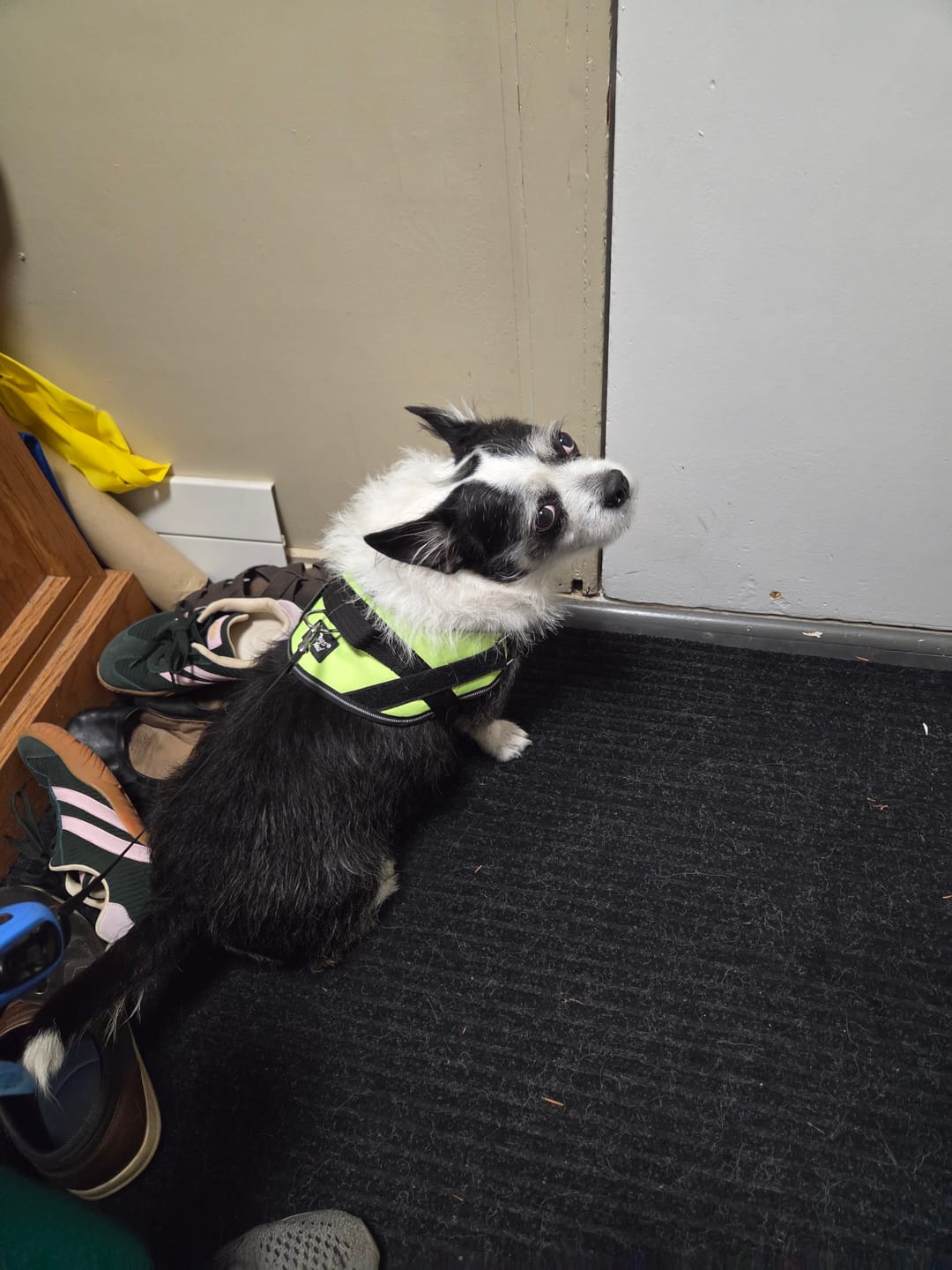 Customer photo review of Personalized Dog Harness