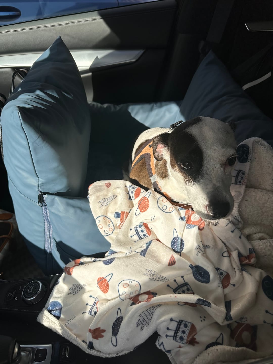 Customer photo review of Dog Dock V2 New With Latch Anchors PRE ORDER