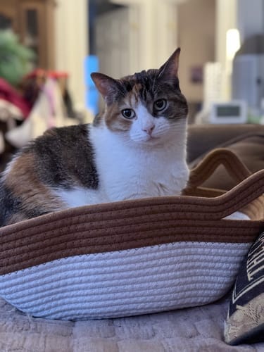 Customer photo review of Effico™ Handgeweven Krabmand voor Katten