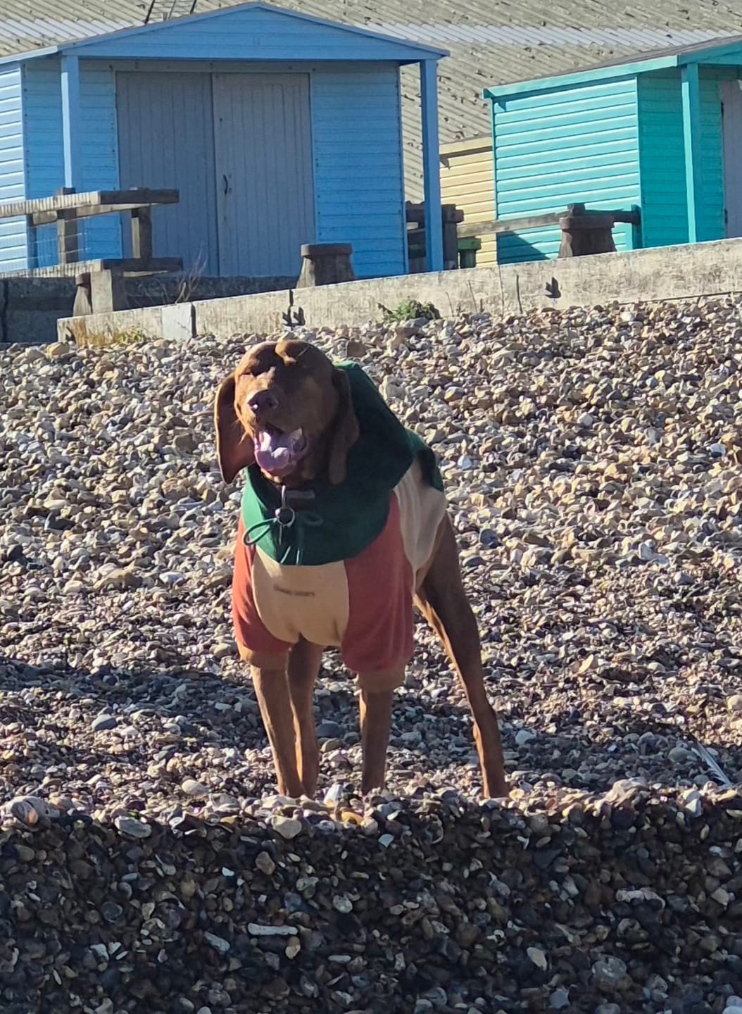 Customer photo review of Ranger Dog Hoodie