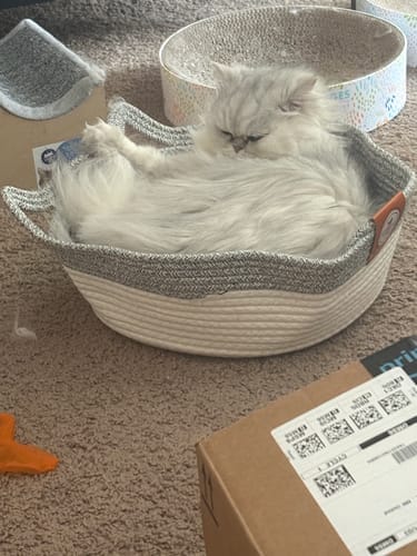 Customer photo review of Effico™ Handgeweven Krabmand voor Katten