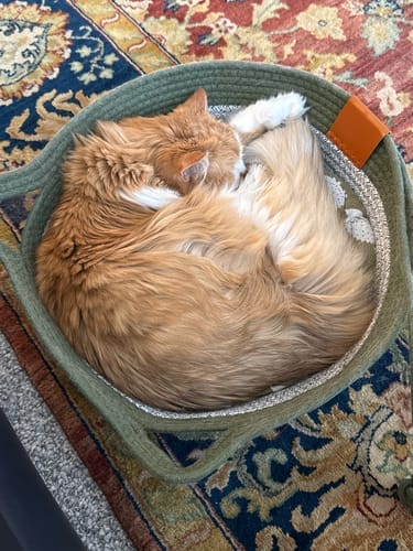 Customer photo review of Effico™ Handgeweven Krabmand voor Katten