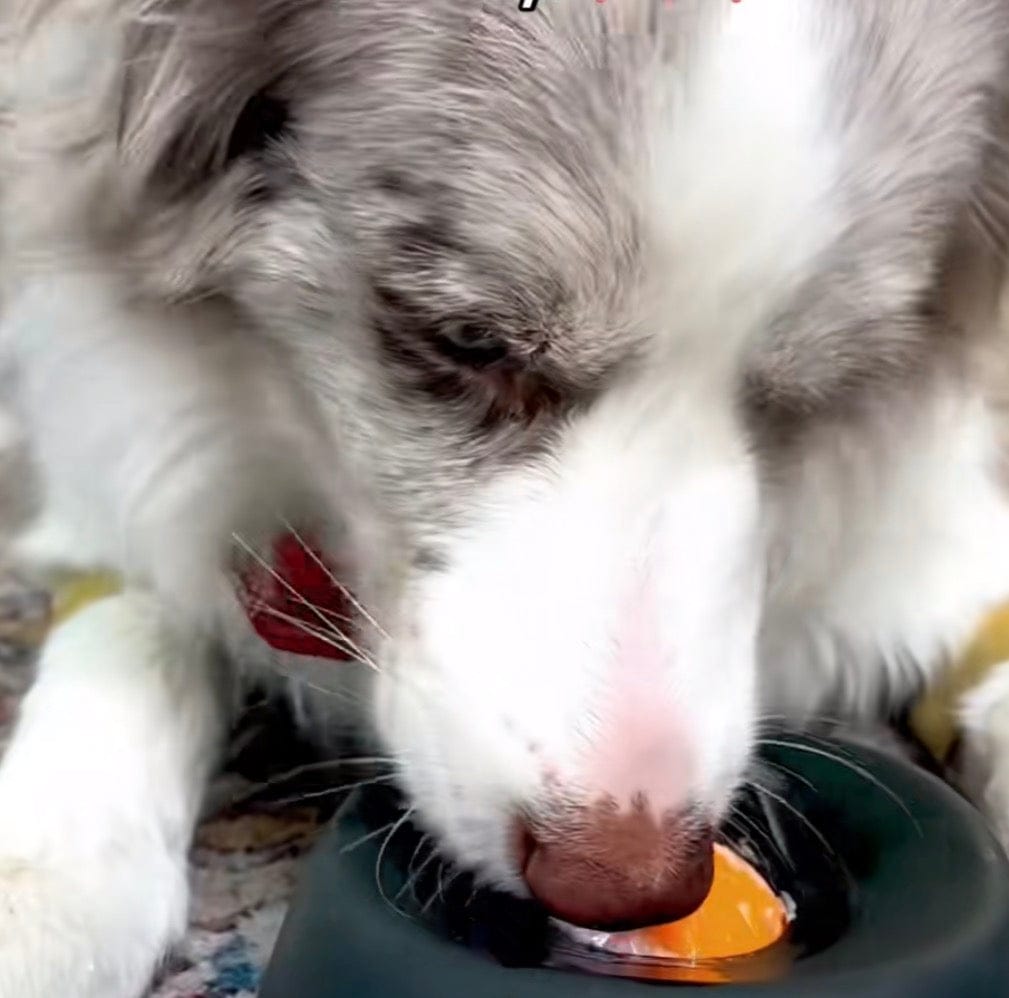 Customer photo review of Rolling Ball Lick Bowl - The Bestseller