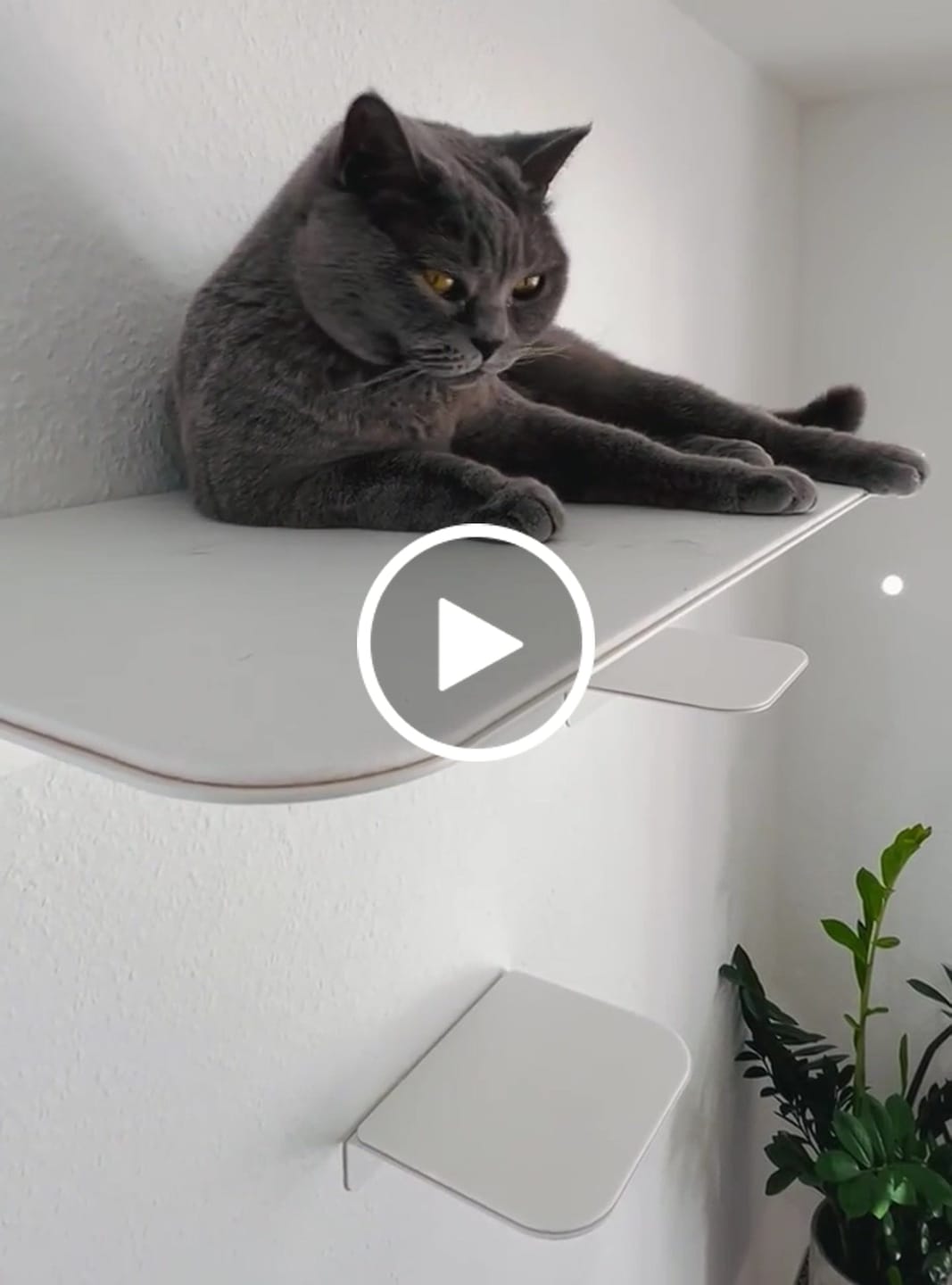 Customer video review of STYA Katzen Kletterwand | Katzen Treppe WL340 | Mit 3 Stufen