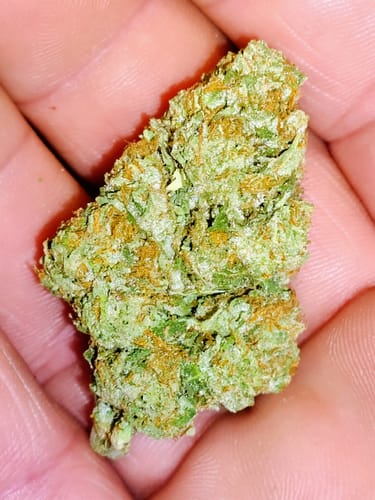 Customer's Georgia Pie THCA Flower held in palm, showing dense green buds with orange hairs.