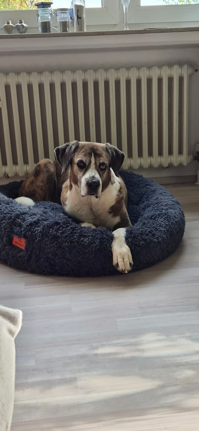 Customer photo review of Puppery Hundebett Wolke 7 - Das Original
