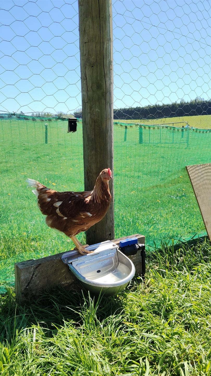 Customer photo review of Animal Drinker Bowl Stainless Steel 2.5 Litre Auto Fill