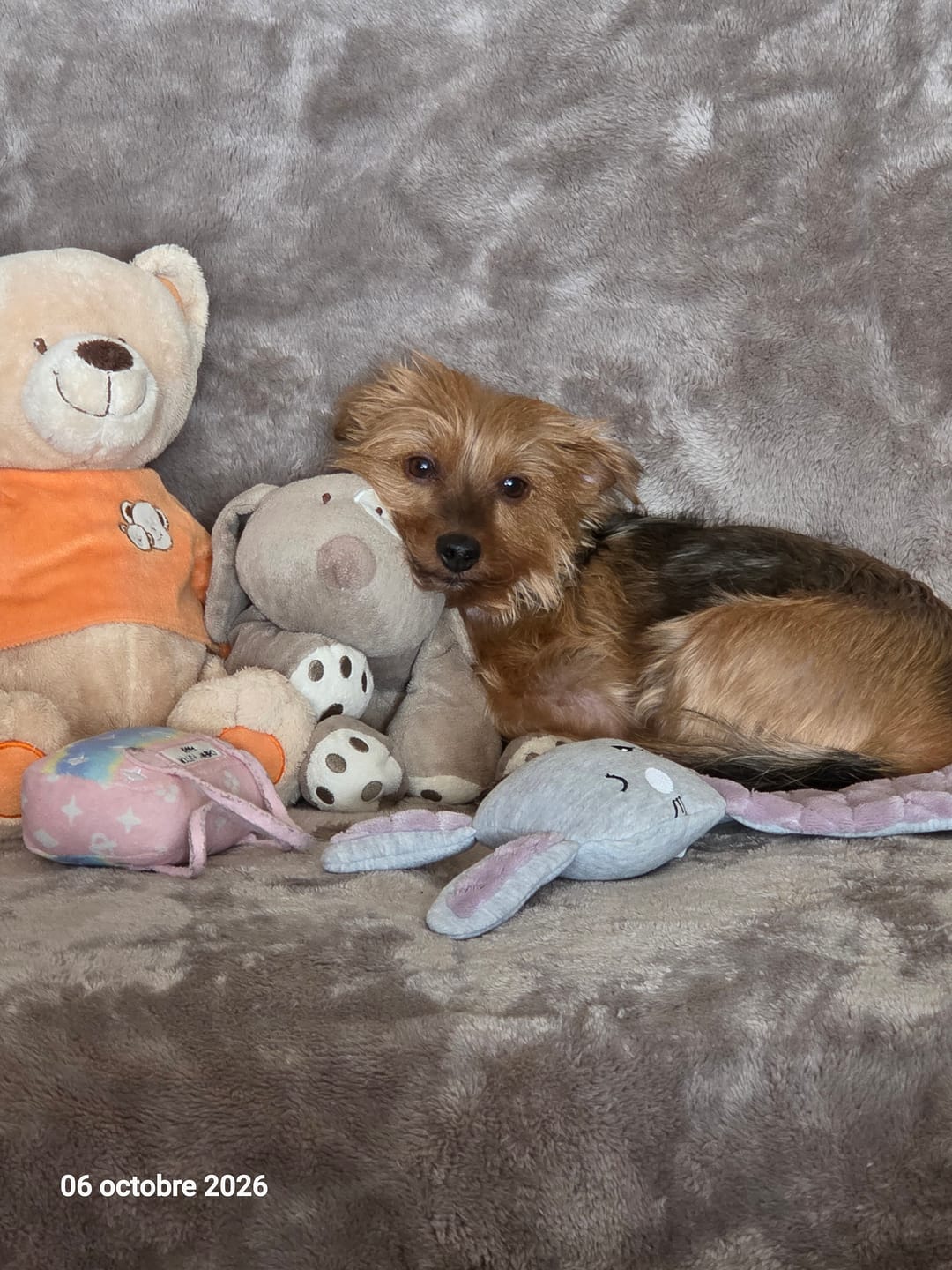 Customer photo review of Collier Anti Aboiement Sans choc Electrique PuppySafe™
