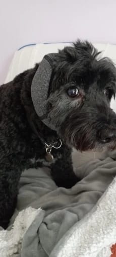 Customer photo review of DogCalm™ Orejeras con cancelación de ruido