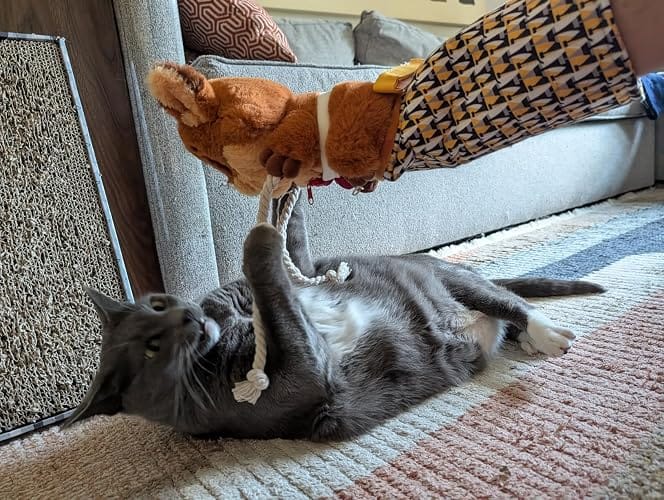 Customer photo review of Juguete Interactivo para Gatos con Cascabeles y Cuerdas