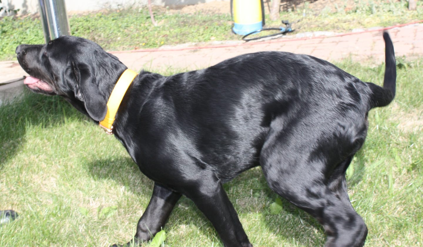 Customer photo review of Veganes Hundehalsband mit Namen und Telefonnummer in starken Farben