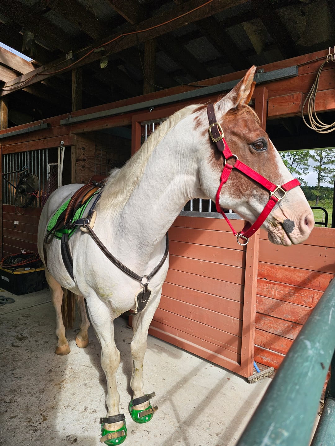 Customer photo review of Renegade® Viper Shield™ Hoof Boot - Emerald Green