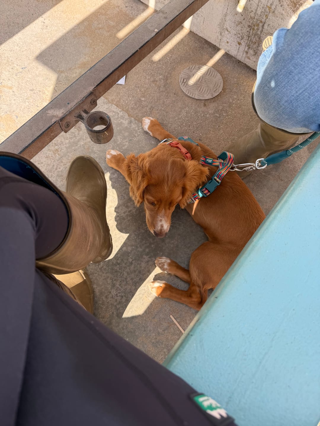 Customer photo review of Tidal Waterproof Collar