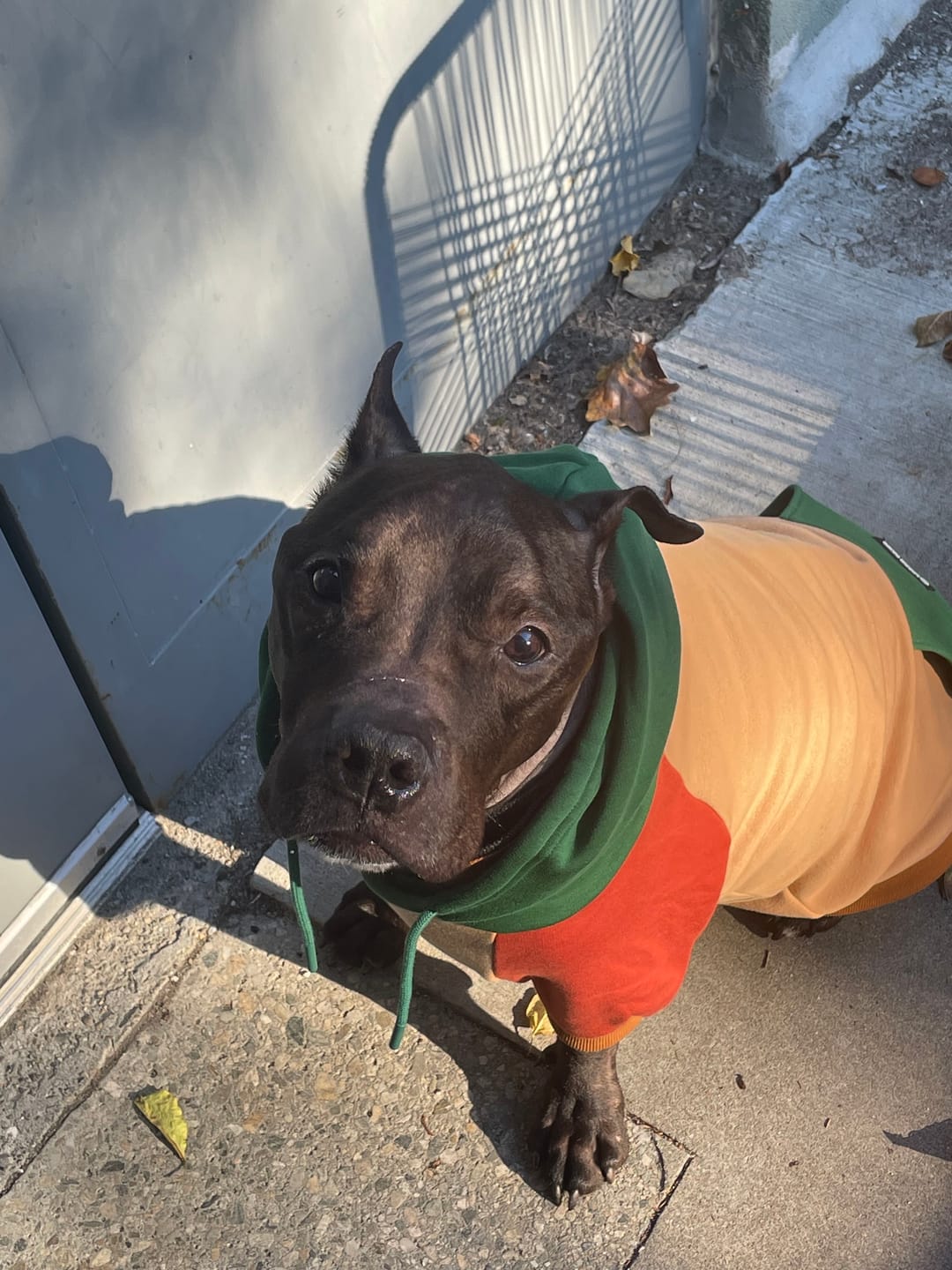 Customer photo review of Ranger Dog Hoodie