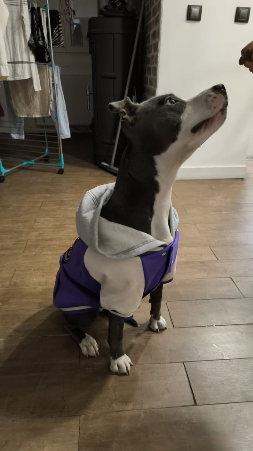 Customer photo review of Dog Varsity Jacket - Purple