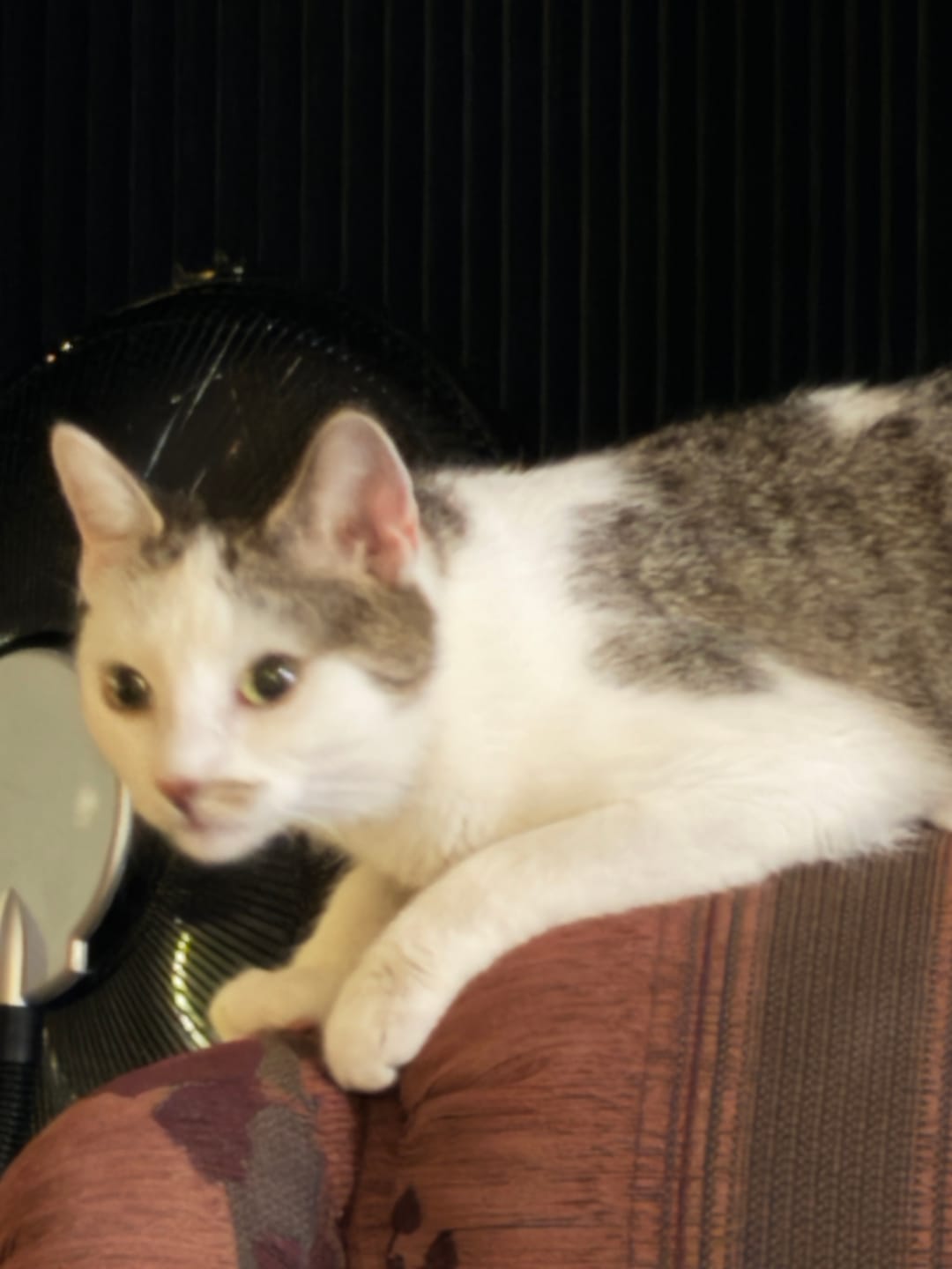 Customer photo review of Katzenklo Schaufel