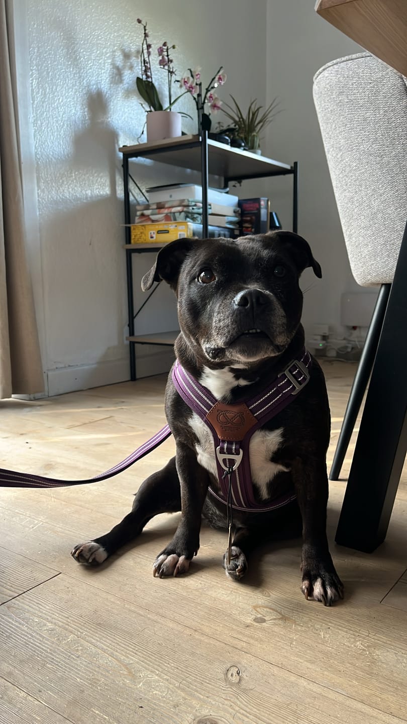 Customer photo review of Staffordshire Bull Terrier 1935® Harness & Leash Set - Purple