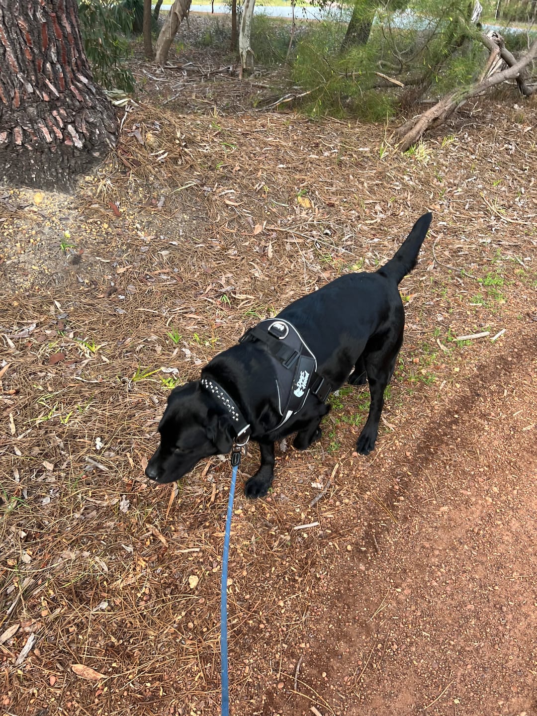 Customer photo review of Dogshood ™ No Pull Harness