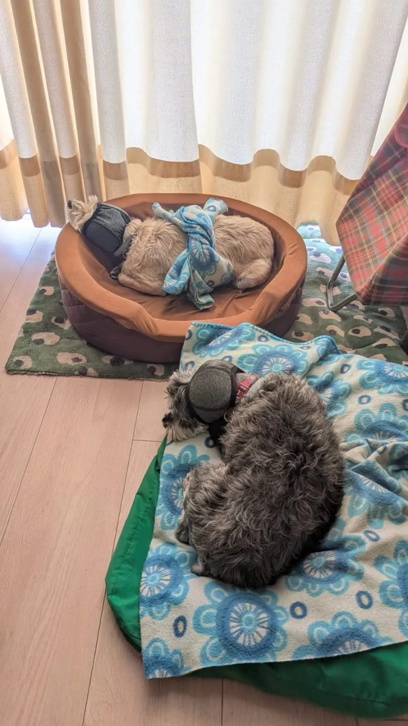 Customer photo review of DogCalm™ Orejeras con cancelación de ruido