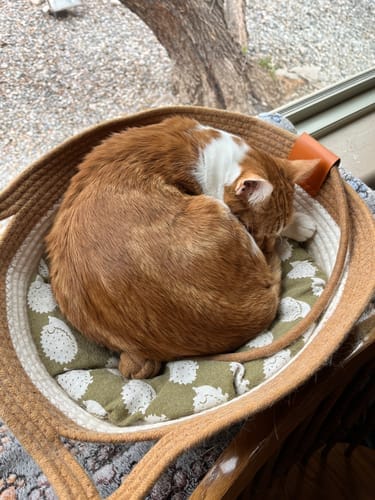 Customer photo review of Effico™ Handgeweven Krabmand voor Katten