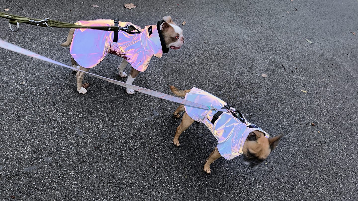 Customer photo review of Waterproof Rainbow Reflective Raincoat for Dogs - Sky Blue - NEW!!