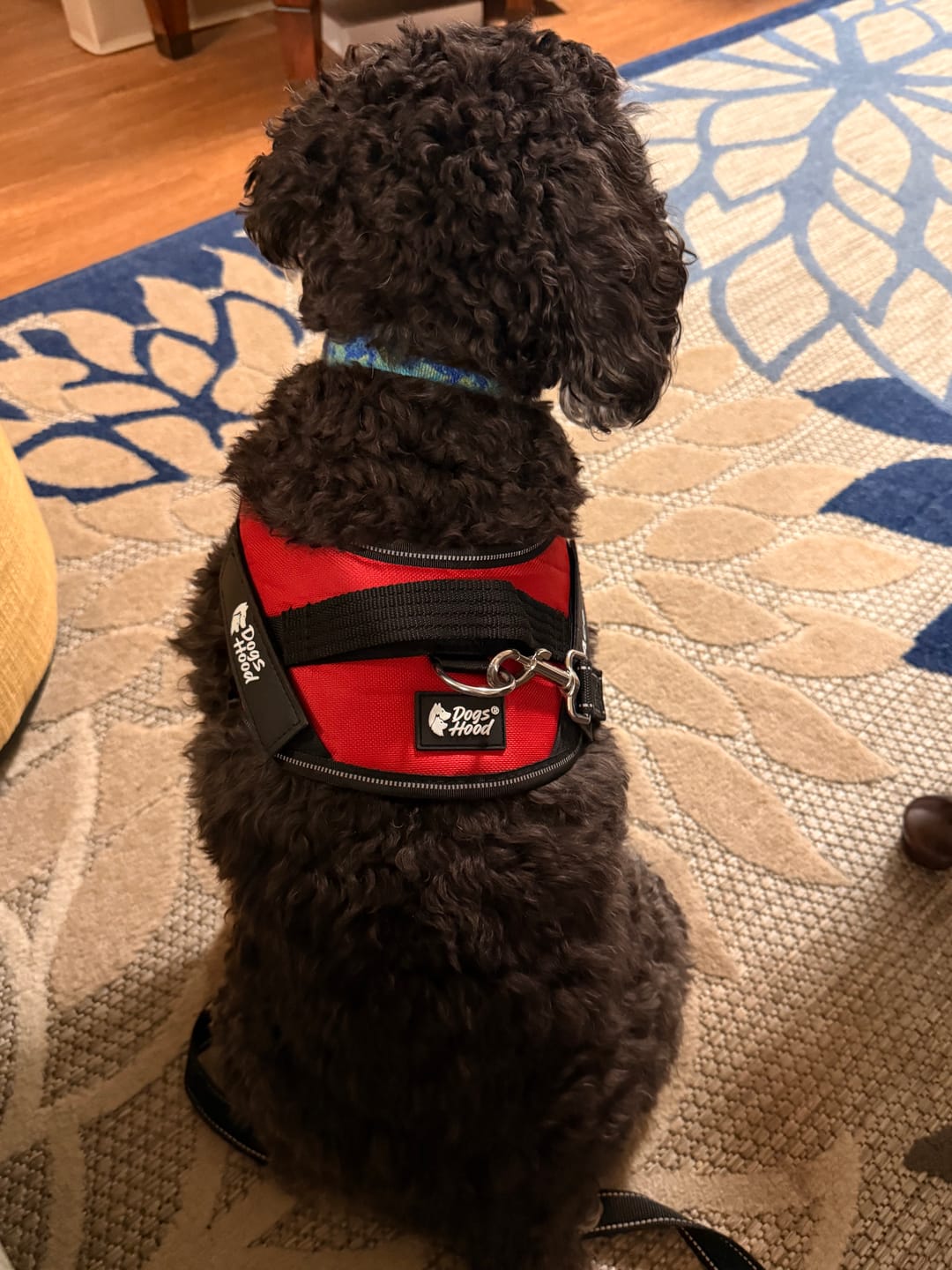 Customer photo review of Dogshood ™ No Pull Harness