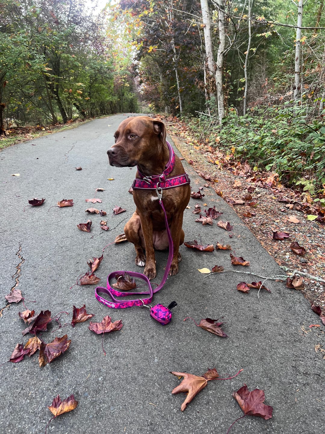 Customer photo review of Grab & Go Harness - Fuchsia Camo