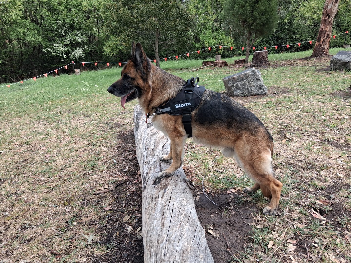 Customer photo review of Dogshood ™ No Pull Harness
