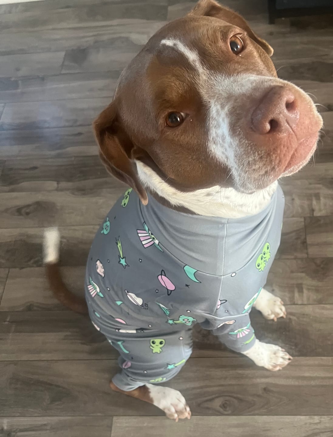 Customer photo review of Dog Pajama - Alien