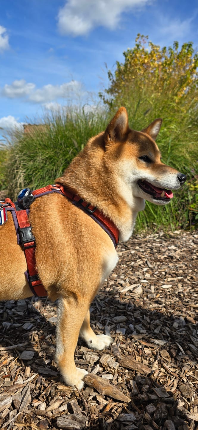 Customer photo review of Anny X LIMITED EDITION harness - Plum