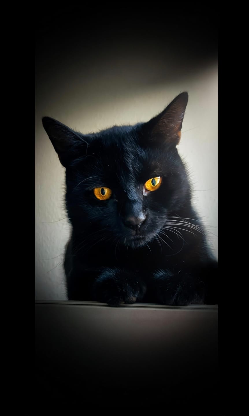 Customer photo review of Katzenklo Schaufel