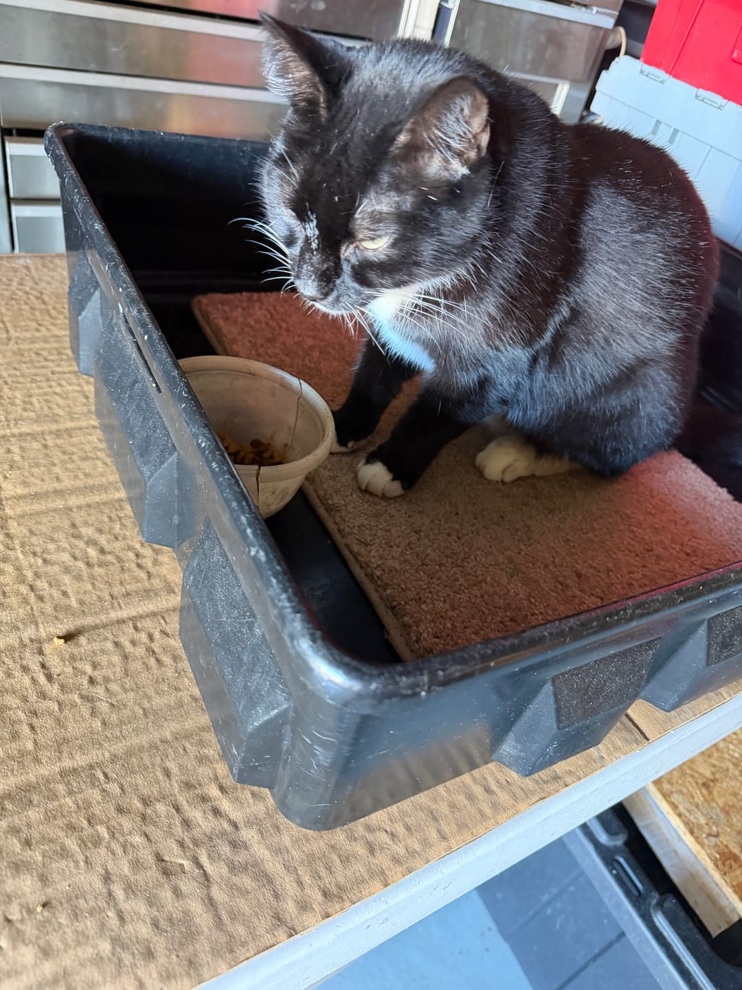 Customer photo review of 3x Blisso Advanced Cat Probiotic