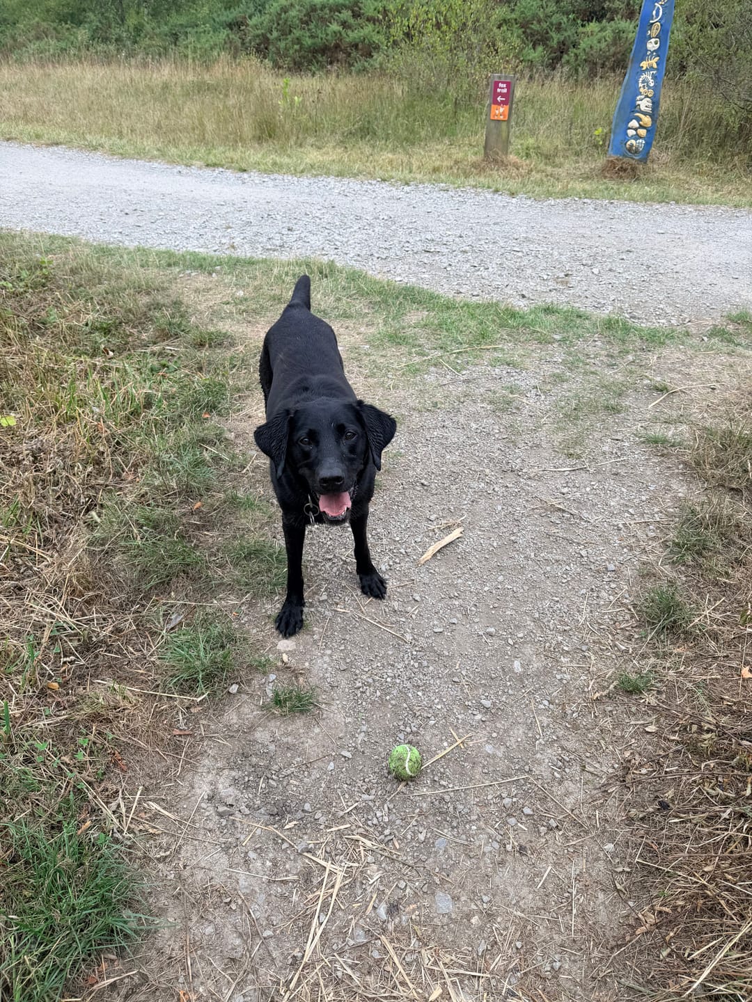 Customer photo review of Green Lipped Mussel Powder For Dogs