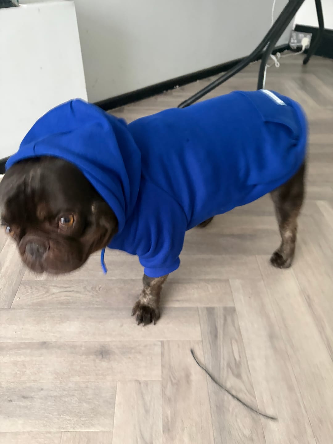 Customer photo review of Essential Dog Hoodie - Midnight Blue