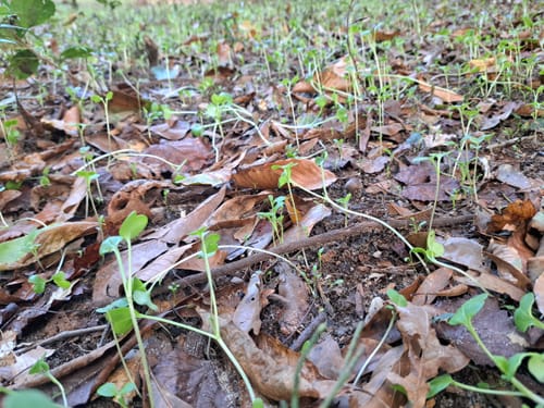 Customer's Kill Plot seeds beginning to sprout as tiny green seedlings in soil covered with dry brown leaves.