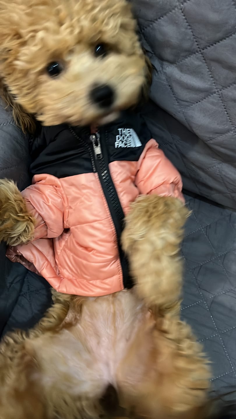 Customer photo review of The Dog Face Piumino